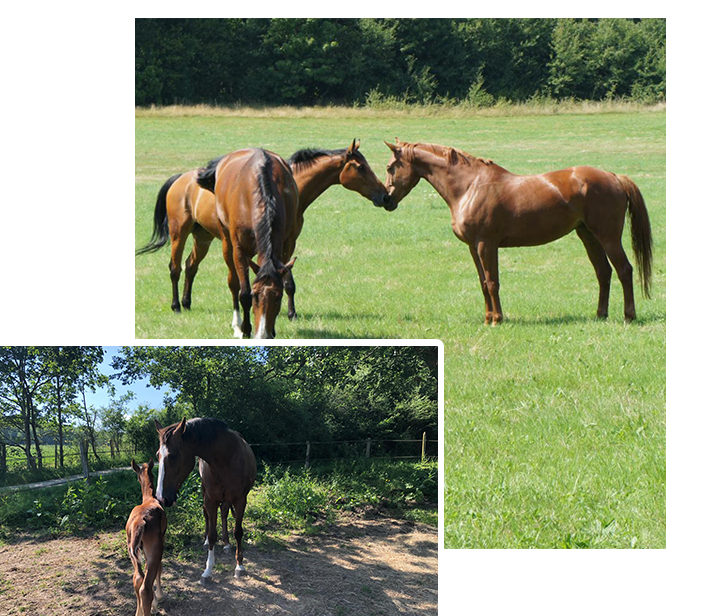 cabinet avocat en droit du cheval